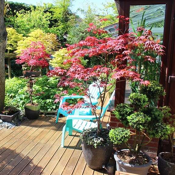 Japanese Maple with red foliage on patio