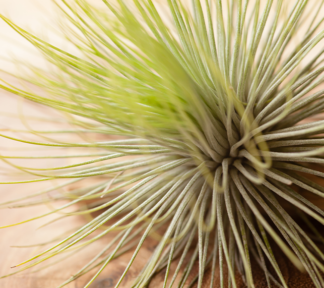 Andreana air plant sitting on table