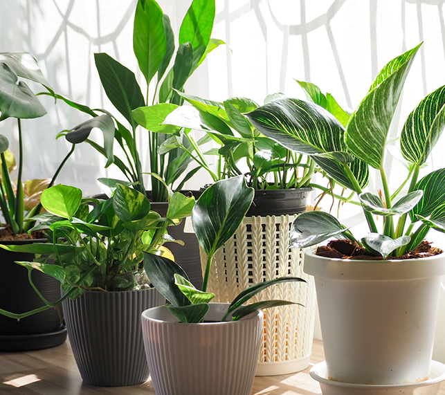 5 Reasons Houseplants Benefit Students — Green Acres Nursery & Supply