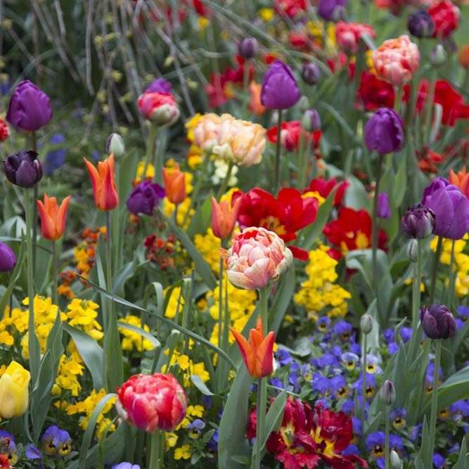 Spring-blooming bulbs