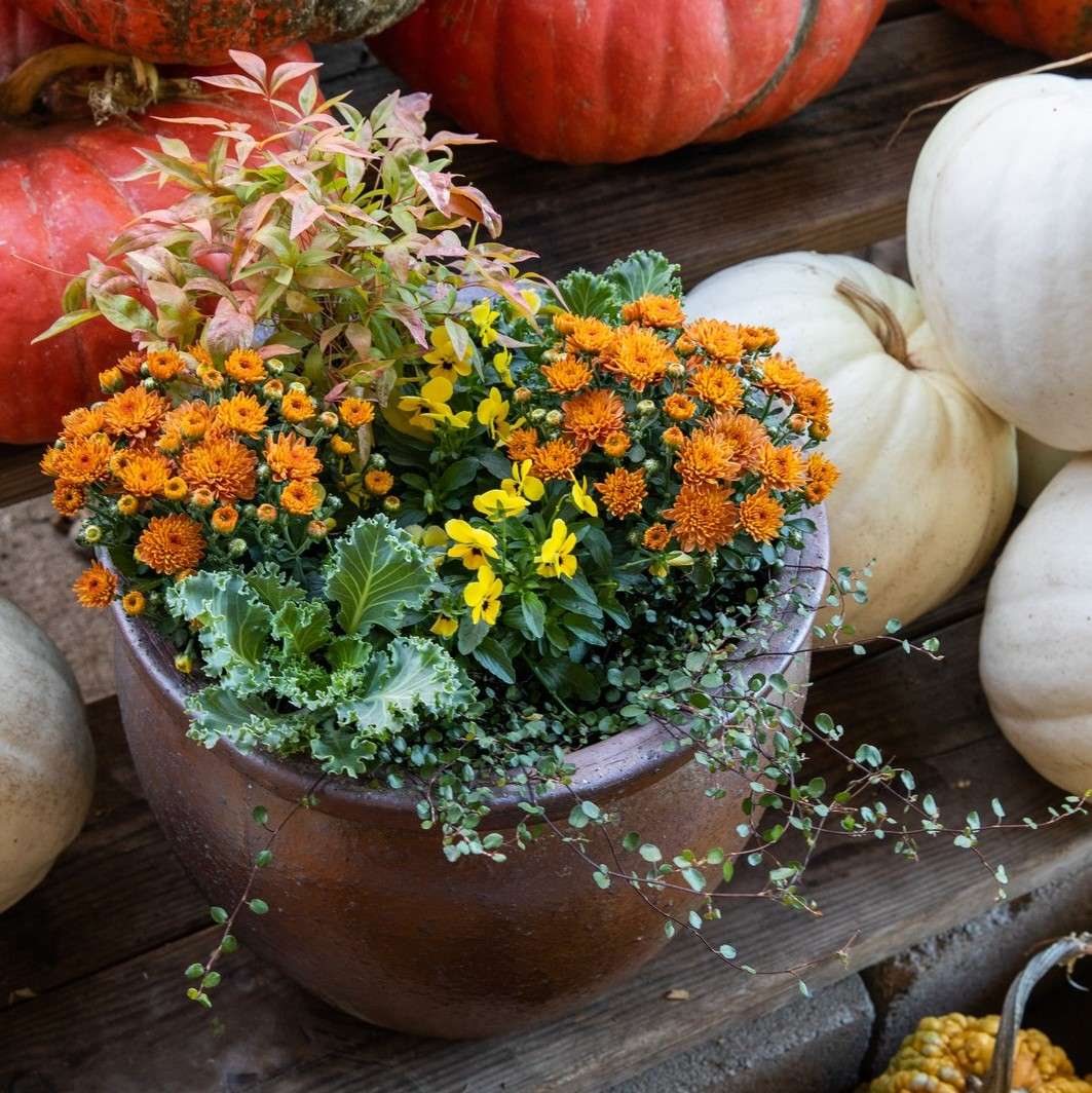 Pot filled with pansies, grasses, ornamental kale and a pumpkin