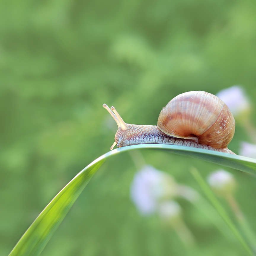 Snail on leafy green plant