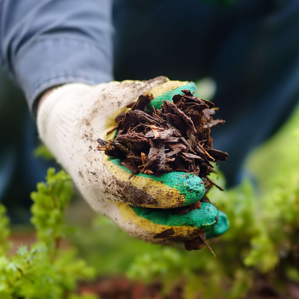 Hand placing mulch around plant