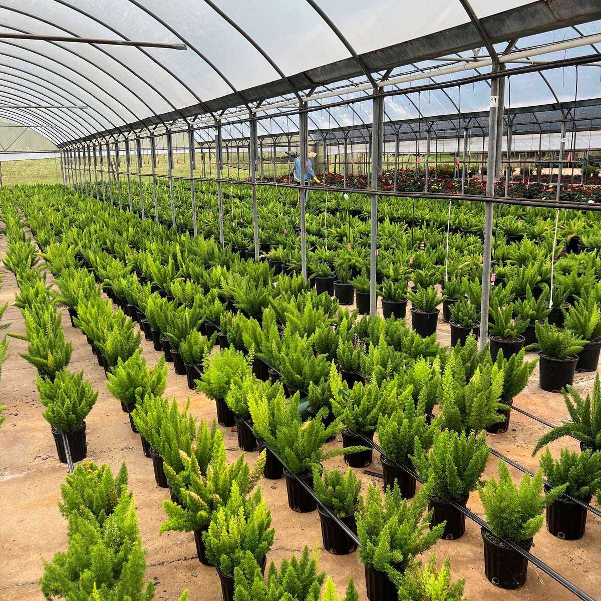 Foxtail Fern growing at Powell Plants 