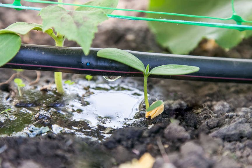 Drip irrigation on veggie seedlings