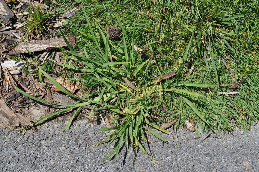 Crabgrass growing near walkway