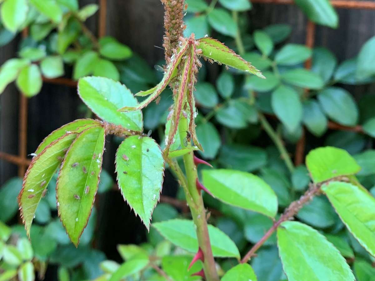 Aphids on rose bush