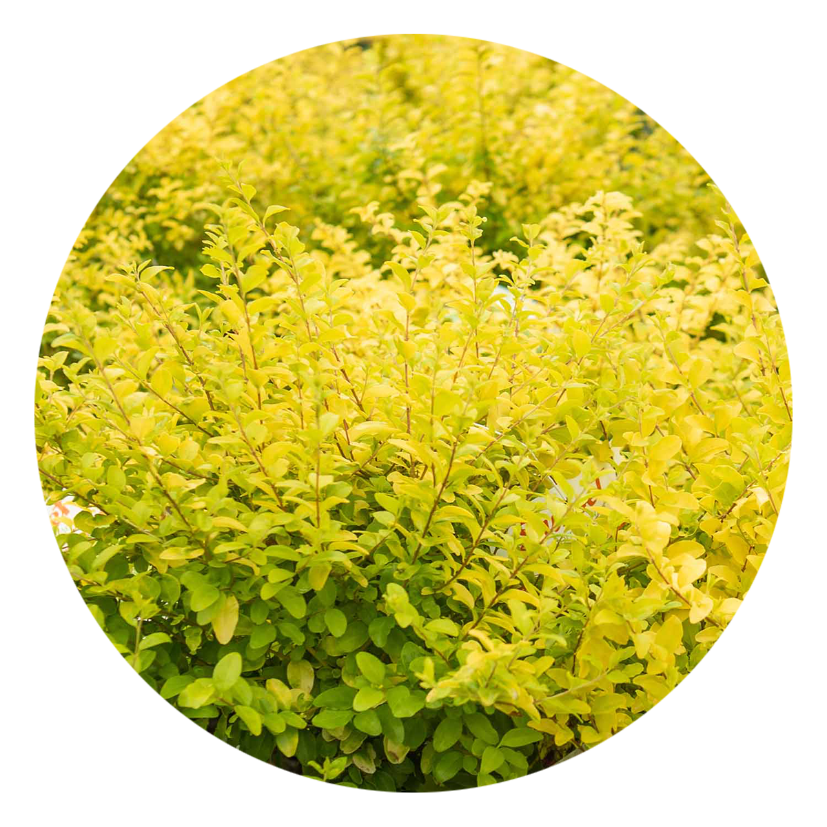 Privet 'Sunshine'