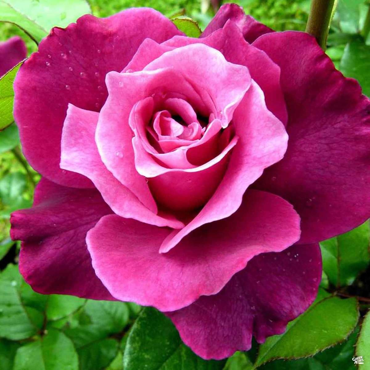 Floribunda Rose 'Intrigue'