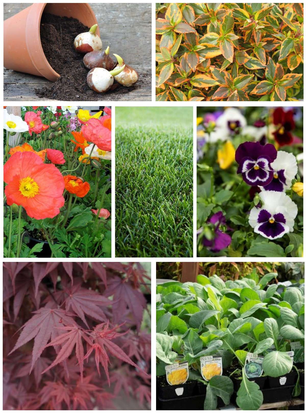 Collage of Fall Plants