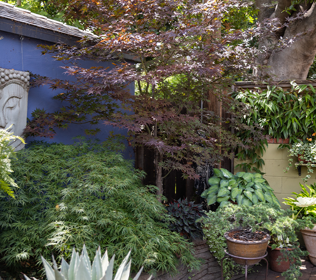 Shade garden with hosta, bonzi trees, and Japanese maples