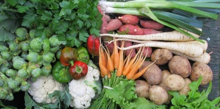 Array of Fall Vegetables