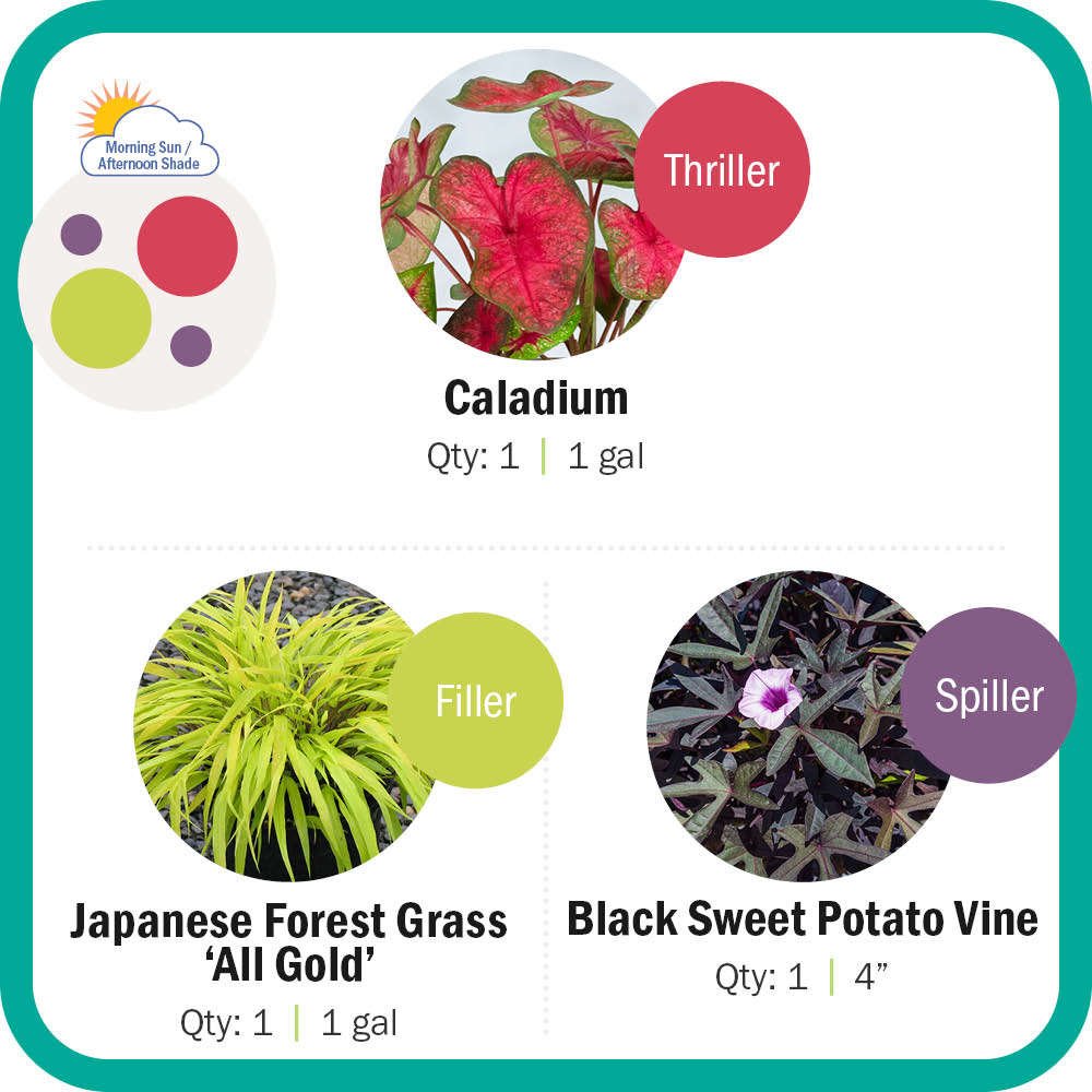 Caladium, Japanese Forest Grass, Sweet Potato Vine