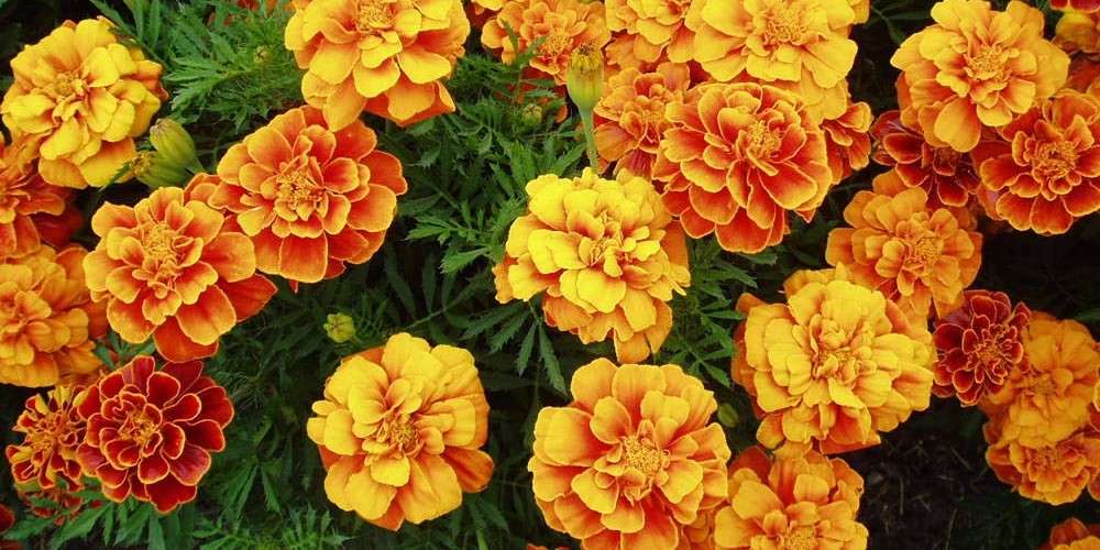 Close-up of yellow-orange marigolds