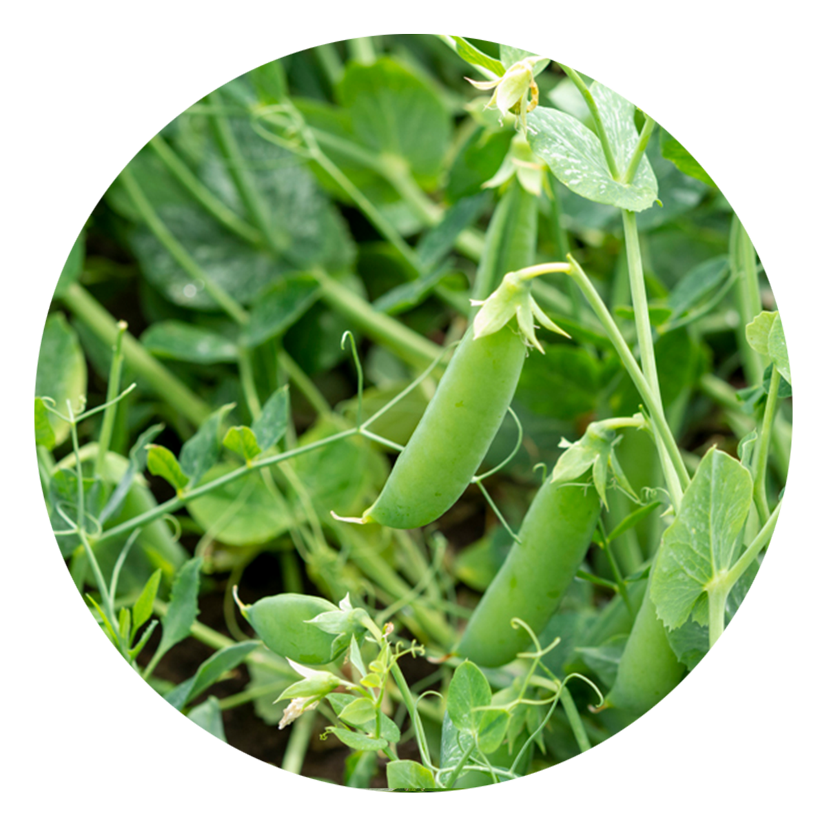 Peas by Seed