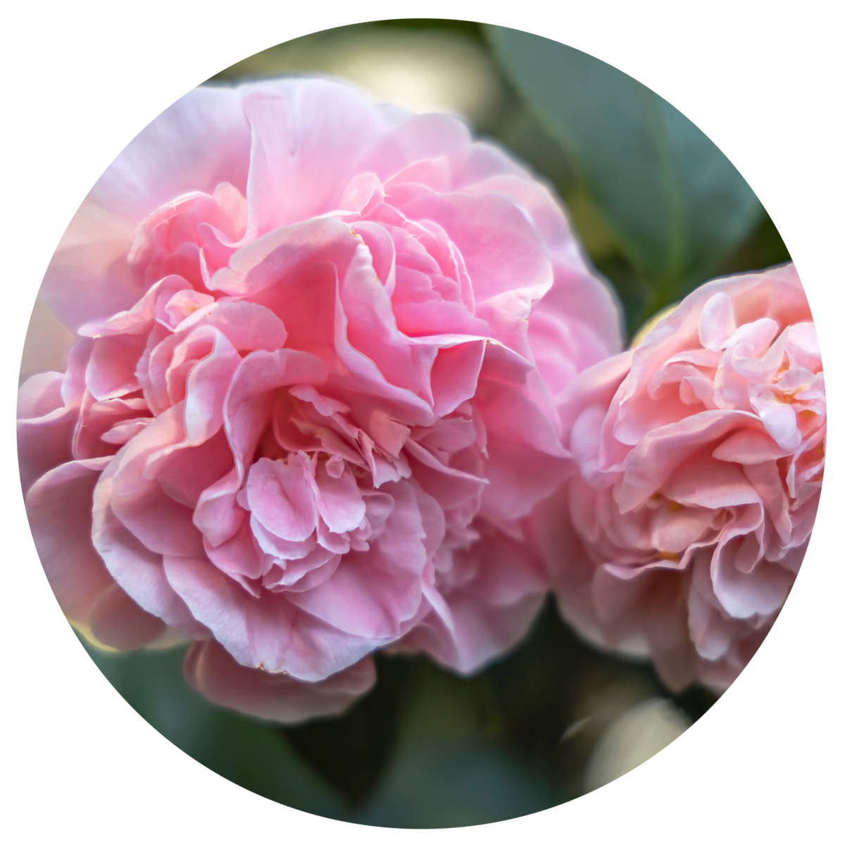 Camellia j. 'Debutante'