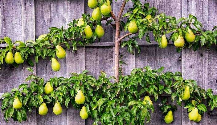 Espalier Pear Tree