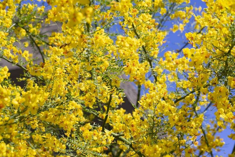 Palo Verde yellow blooms