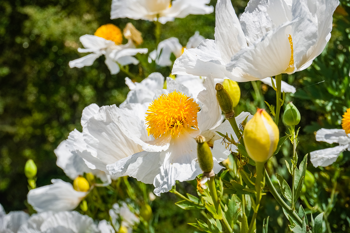 Close up of Majilija Poppy flower