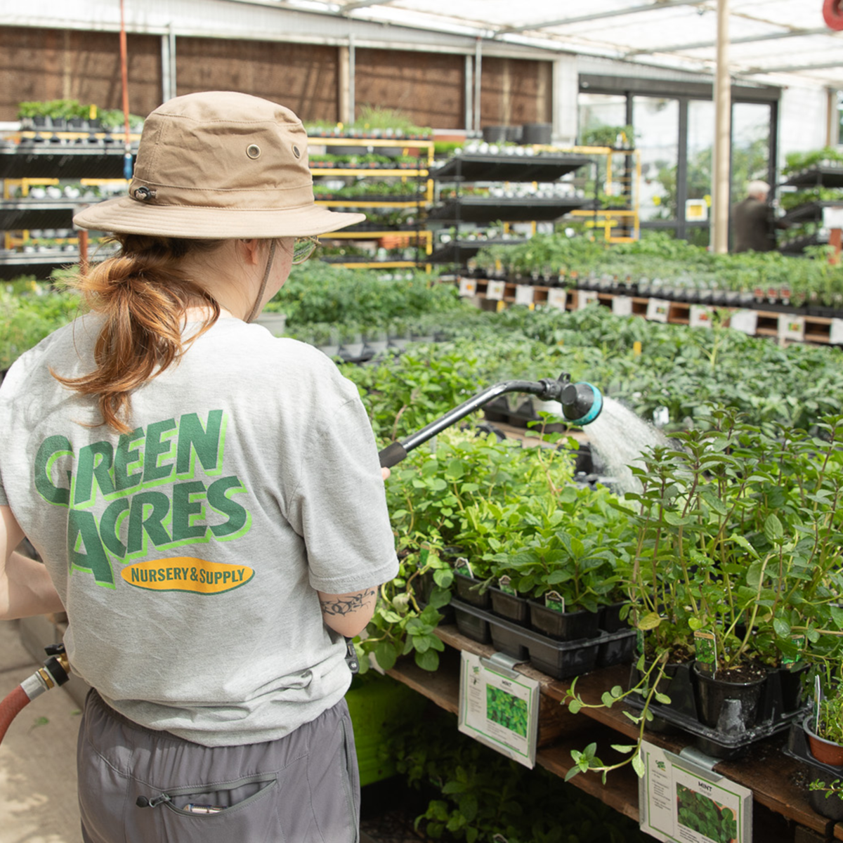 watering plants