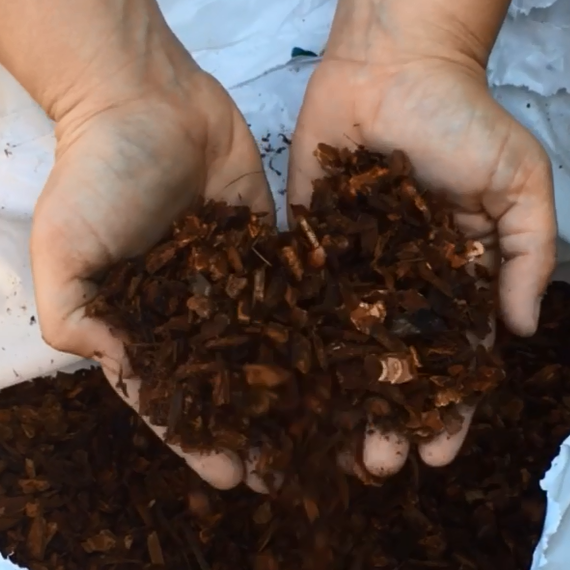 Hands holding fresh mulch