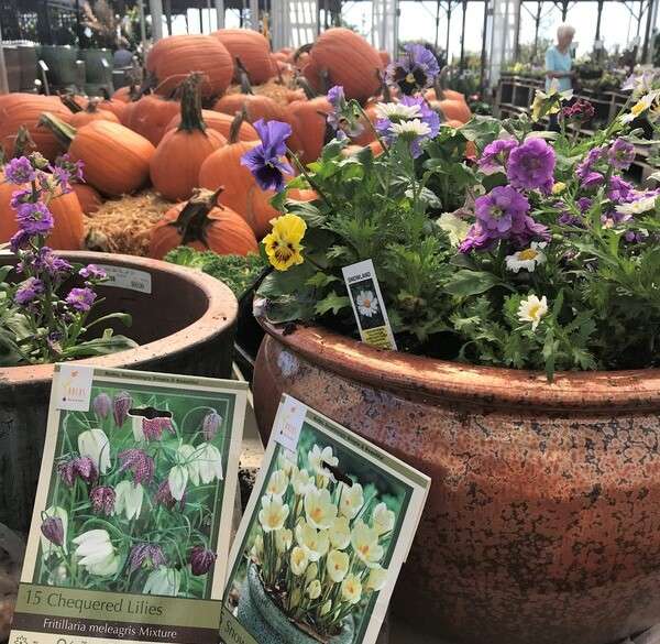 Cool-season annual pot-up with bulbs underneath