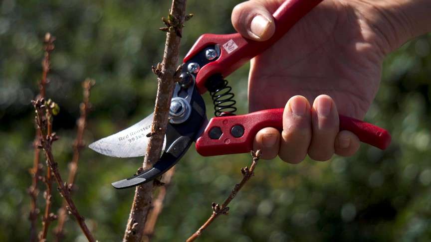 Pruning a Shrub