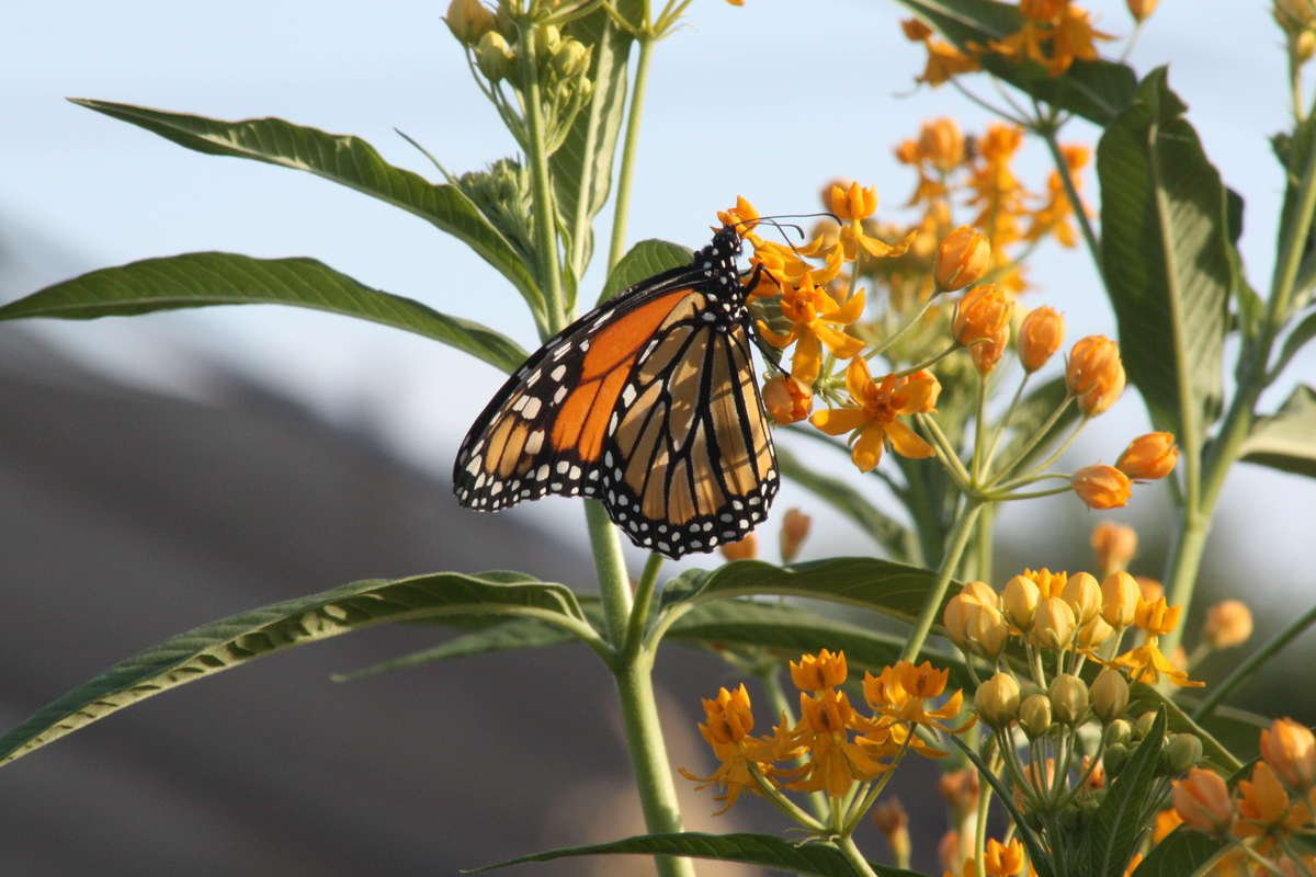 Monarch butterfly on Milkweed