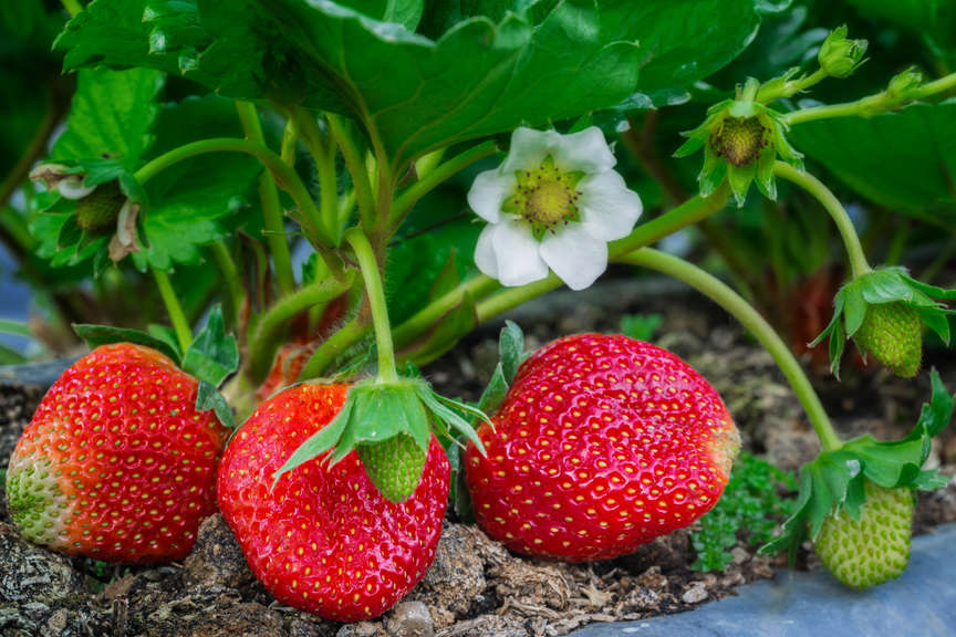 Strawberry Sequoia