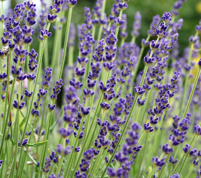 English Lavender with long flower spikes