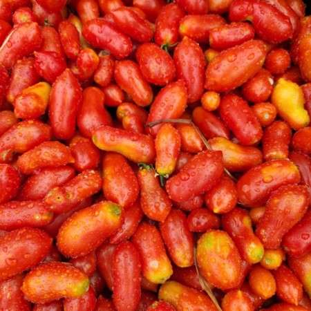 Wild Boar Tomato Mini Marzano