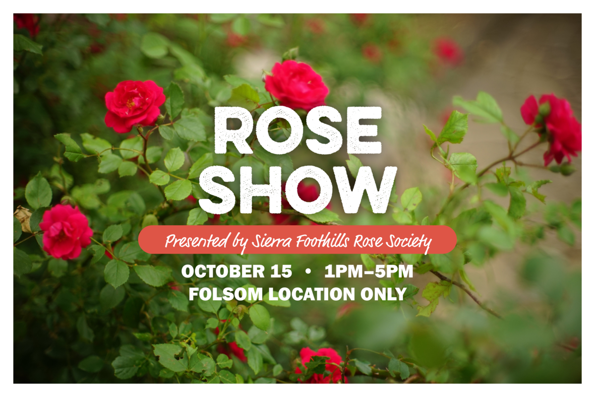 Rose Show presented by Sierra Foothills Rose Society. Folsom location only.  October 15 from 1pm to 5pm