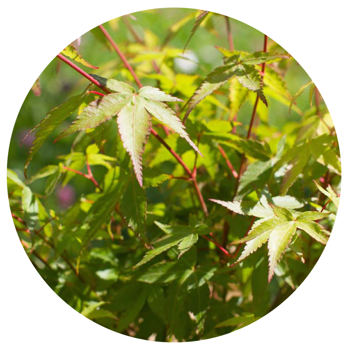 Coral Bark Maple