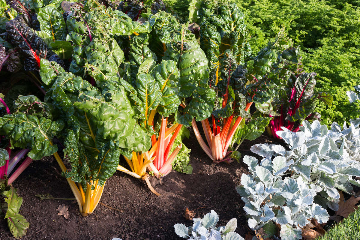 Fall Vegetable Garden 