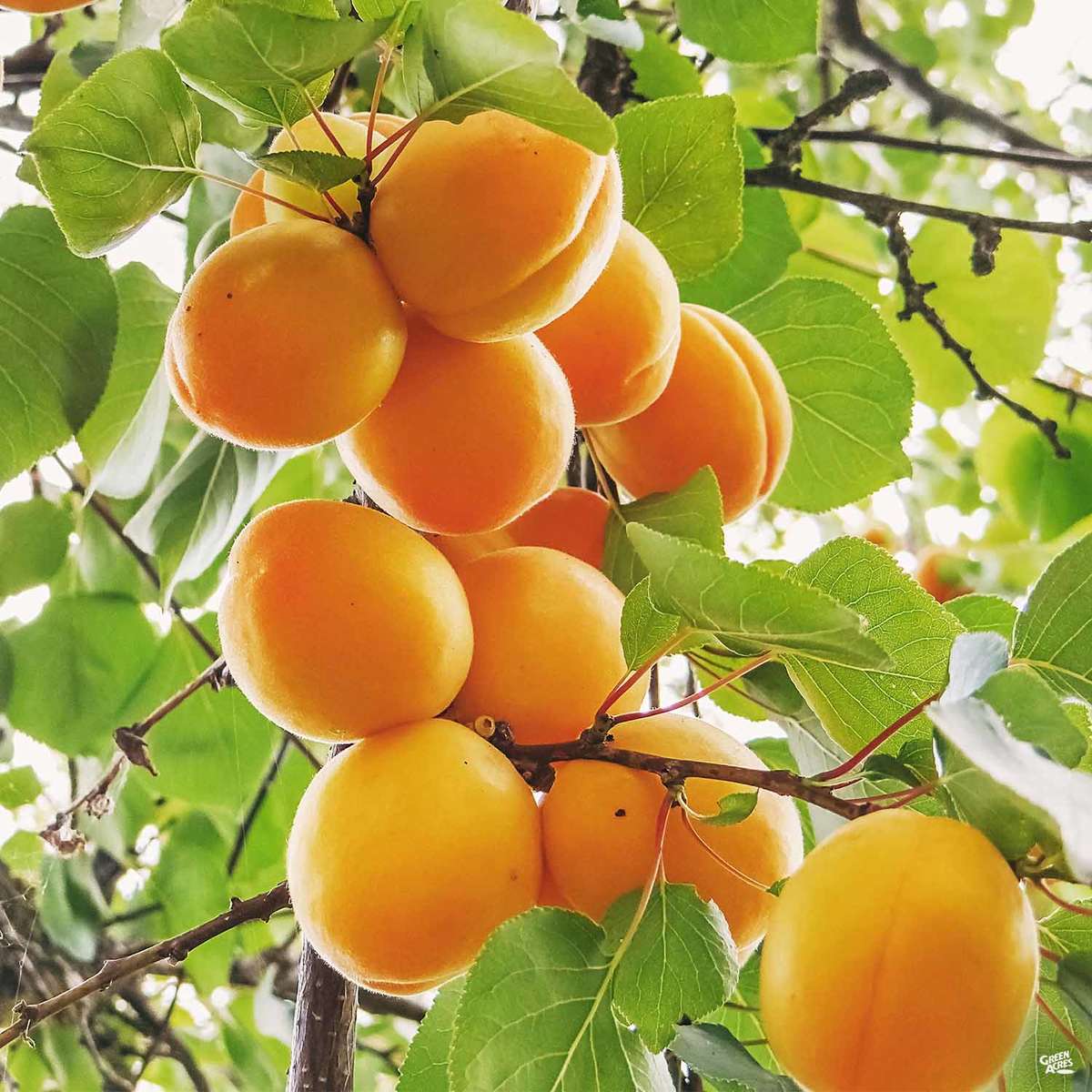 Apricot tree loaded with fruit