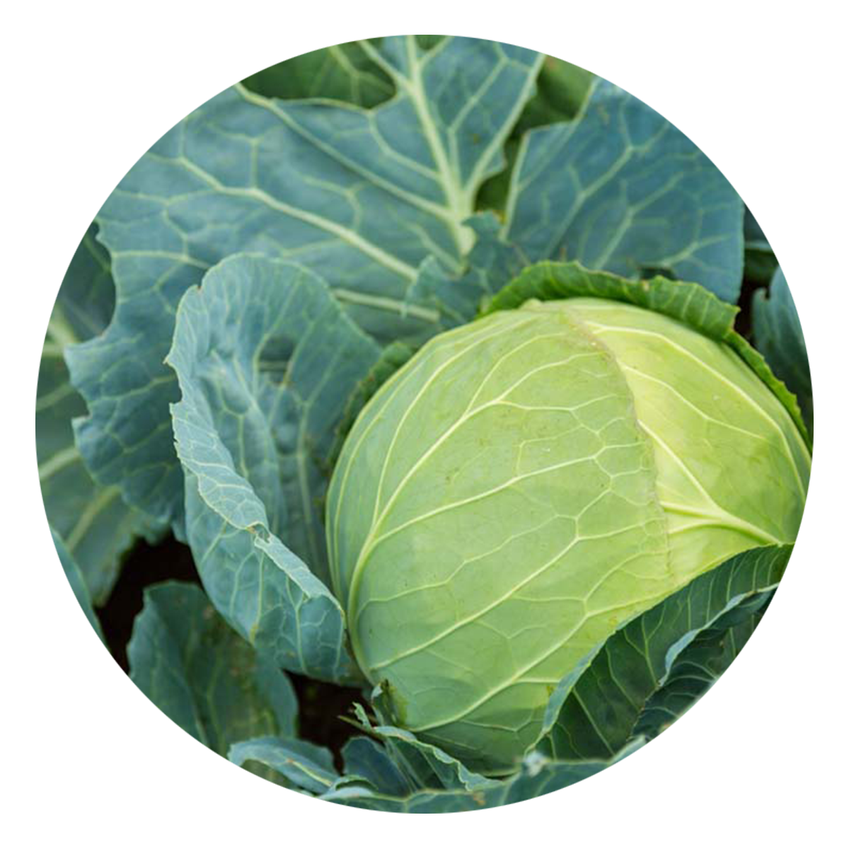 Cabbage