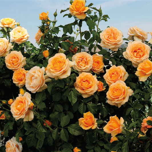 Golden Opportunity Climbing Rose Golden Opportunity Climbing Rose