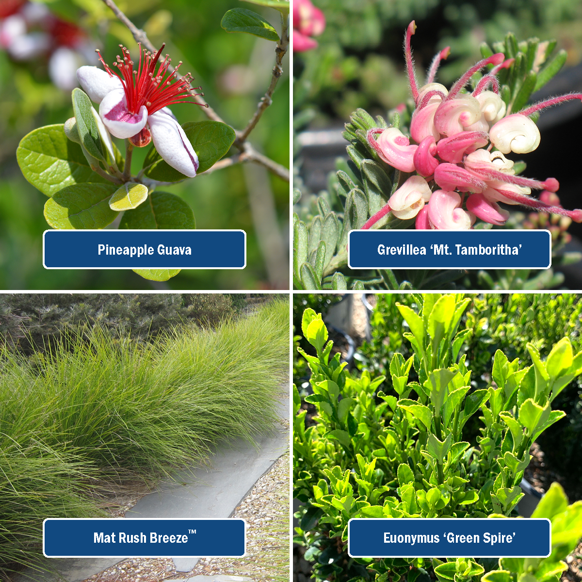 Plant List: Pineapple Guava, Grevillea Mt Tamboritha, Mat Rush Breeze, Euonymus Green Spire  