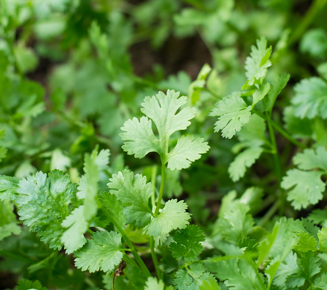 Parsley