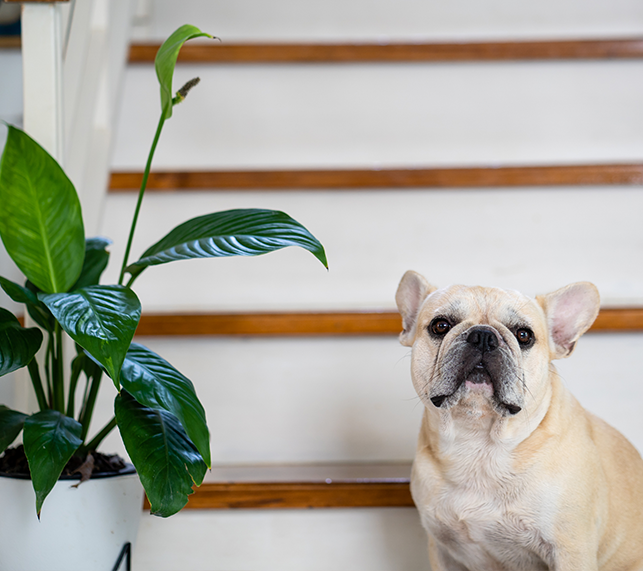 French bulldog sits next to Peace Lily