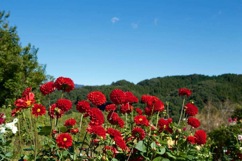 Red dahlias growing with hill in background