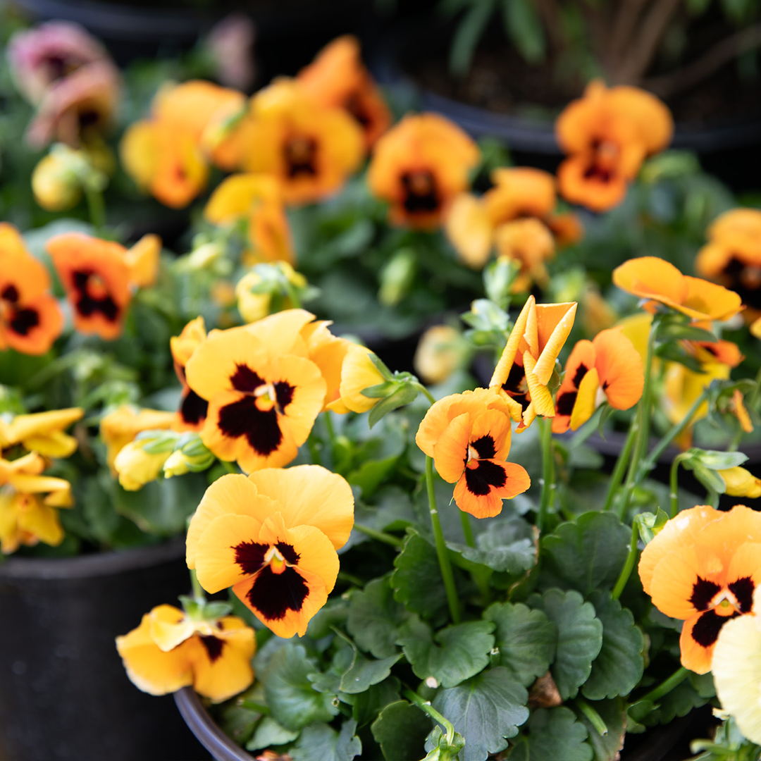 Orange pansy in the greenhouse