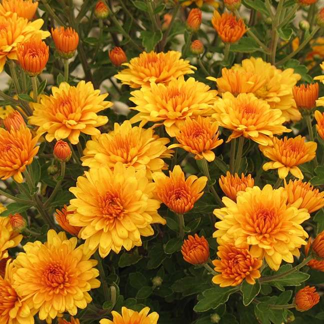 Yellow mums