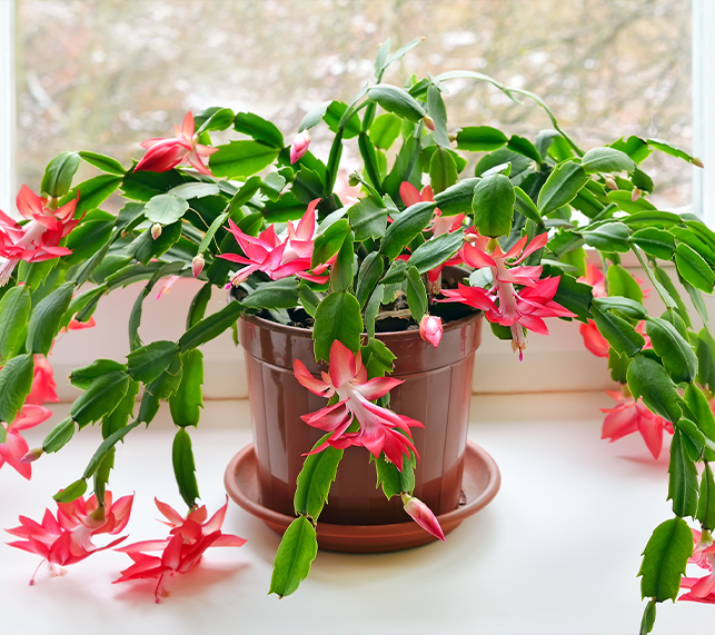 Christmas Cactus with red flowers
