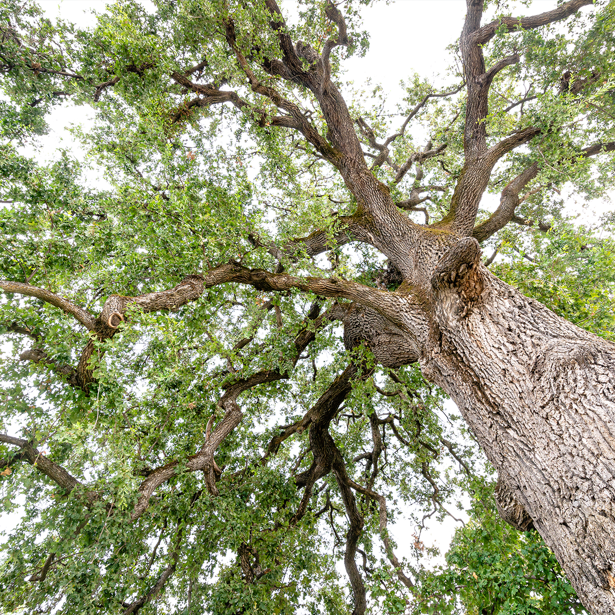 Valley Oak in the canopy 