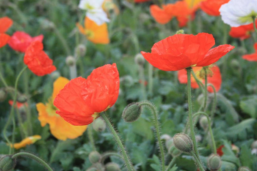 Iceland poppies