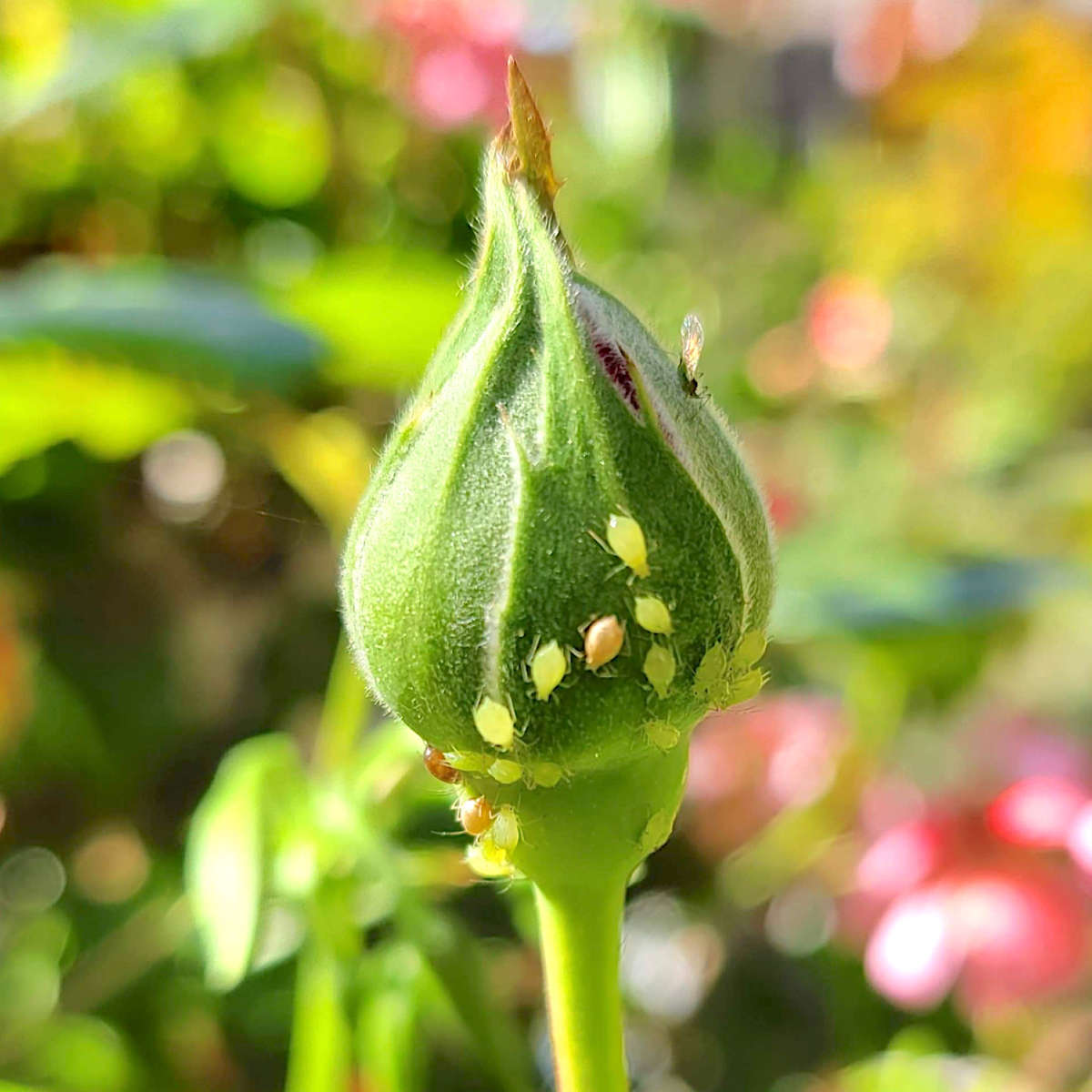 Aphids on bud