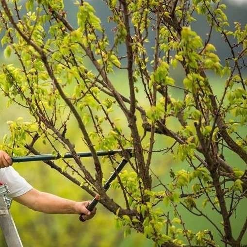 Man on ladder pruning tree