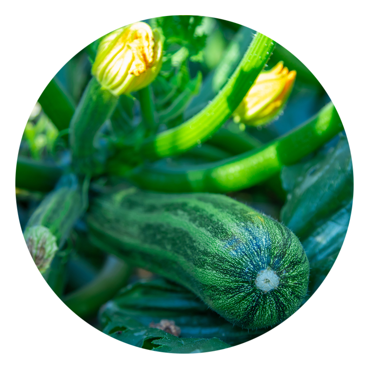 Summer Squash