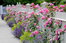 English garden fence line filled with flowers